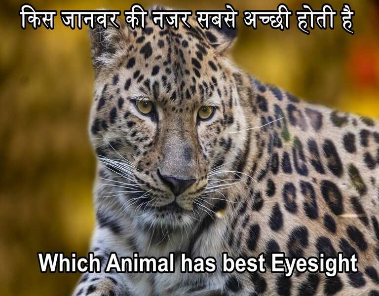 किस जानवर की नजर सबसे अच्छी होती है which animal has best eyesight