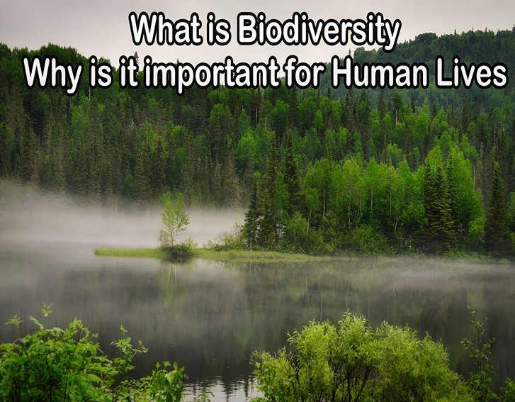 What is Biodiversity Why is it important for Human Lives