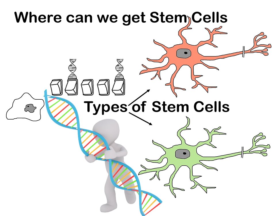 Where can we get Stem Cells - Types of Stem Cells