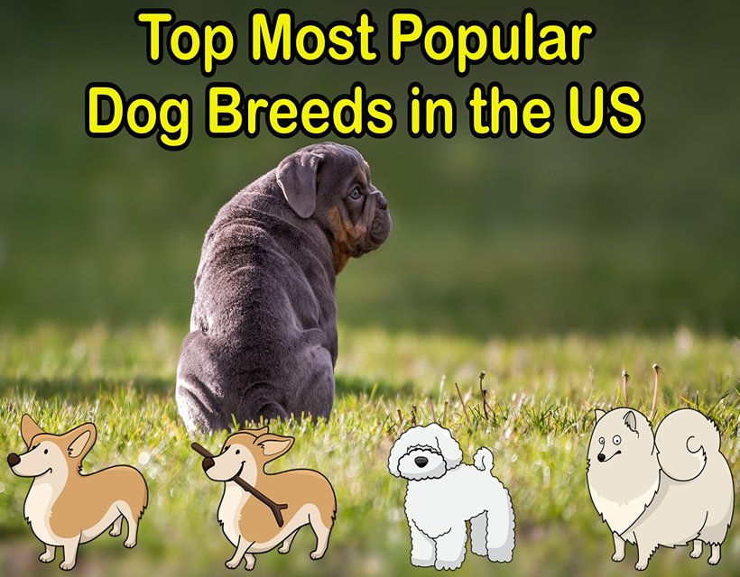 Top Most Popular Dog Breeds in the US