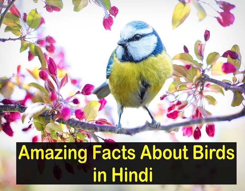 Amazing Facts About Birds in Hindi - दुनिया के सबसे खूबसूरत पक्षी