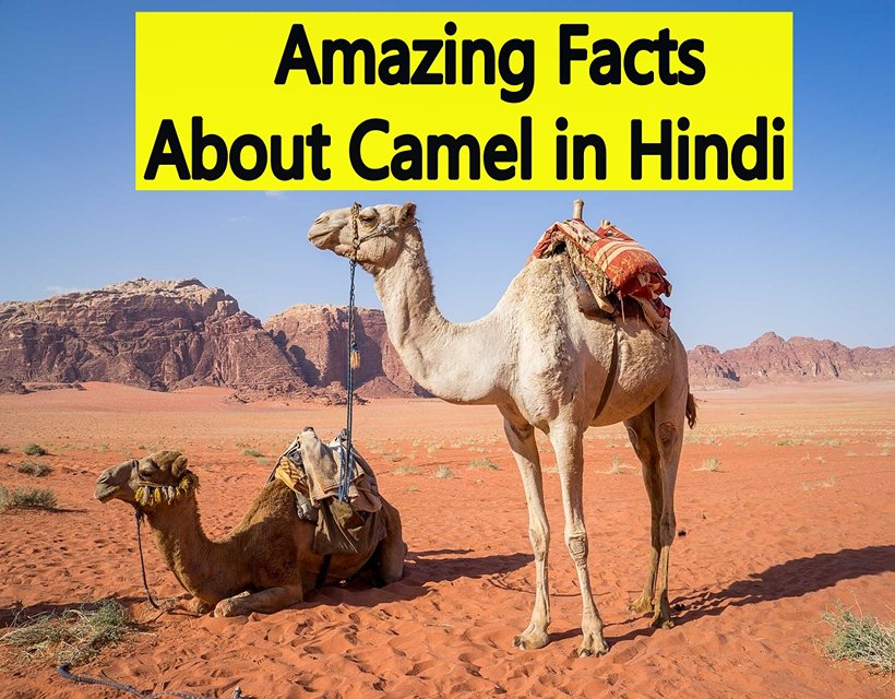 Amazing Facts About Camel in Hindi जानिए ऊँट से जुड़े तथ्य