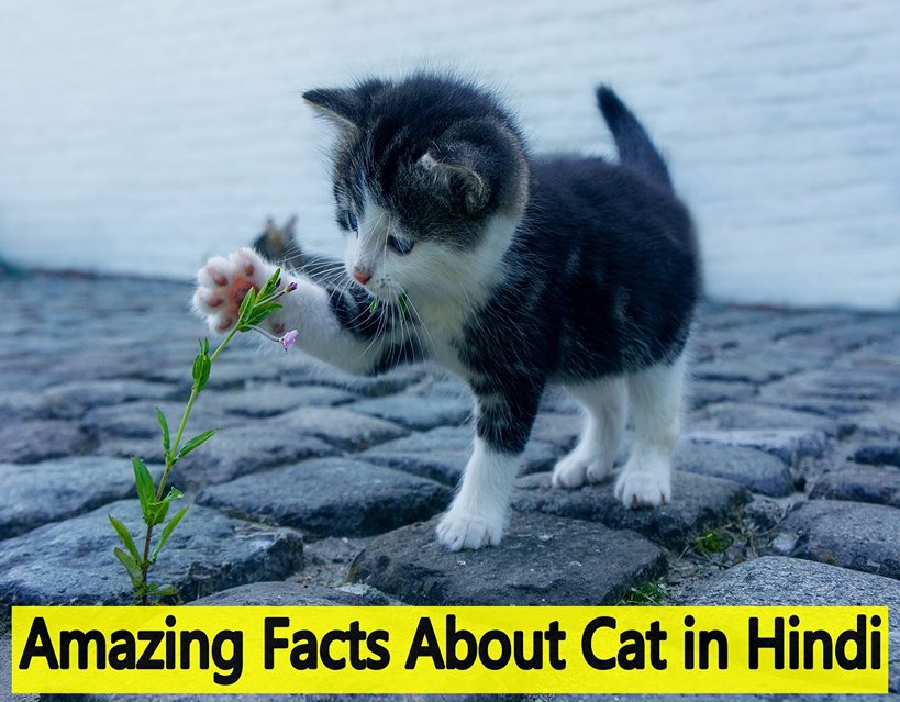 Amazing Facts About Cat in Hindi जानिए बिल्ली से जुड़े तथ्य