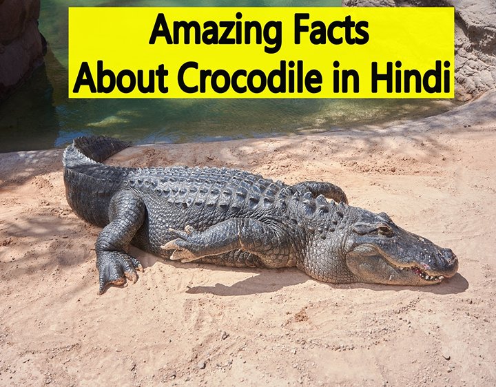 Amazing Facts About Crocodile in Hindi जानिए मगरमच्छ से जुड़े तथ्य