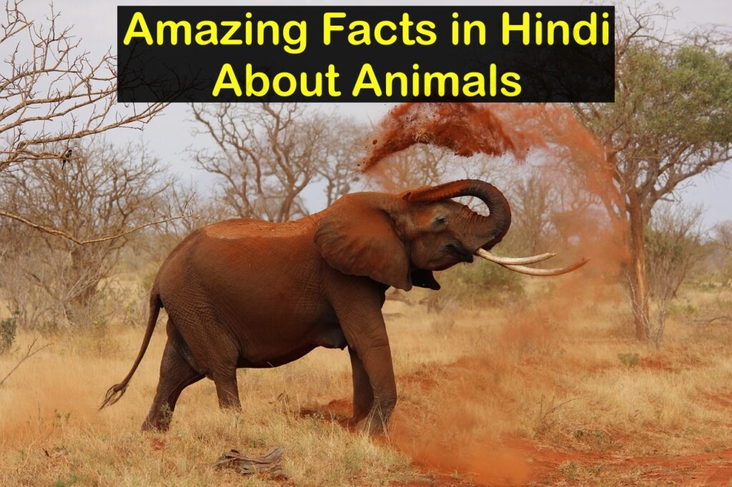Amazing Facts in Hindi About Animals - जानवरों के बारे में मजेदार तथ्य