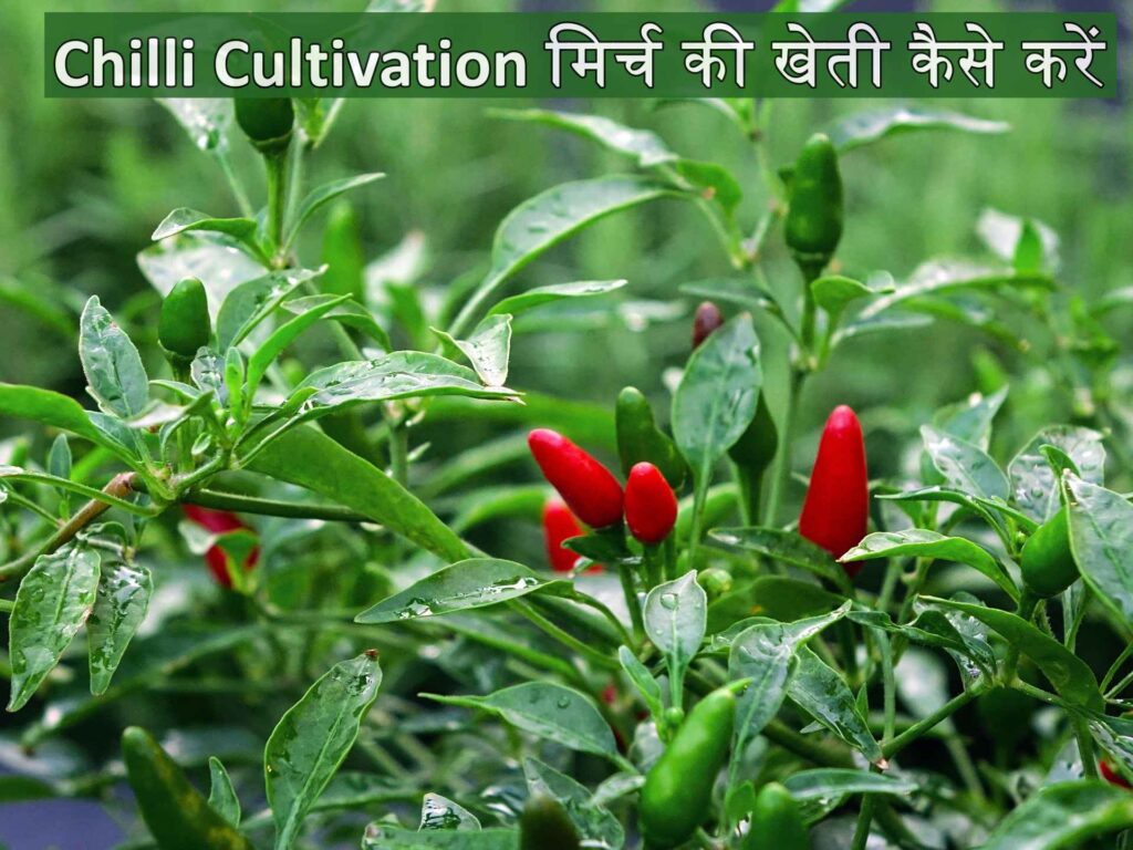 Chilli Cultivation मिर्च की खेती कैसे करें