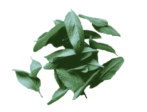 Sage_leaves
