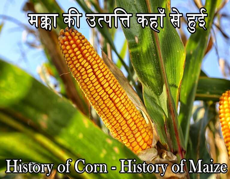 मक्का की उत्पत्ति कहाँ से हुई - History of Corn - History of Maize