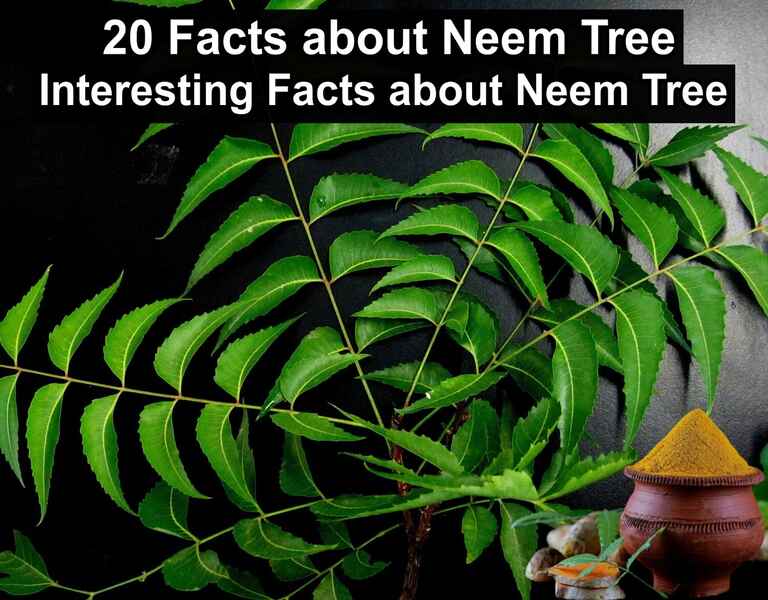 20 Facts about Neem Tree Interesting Facts about Neem Tree