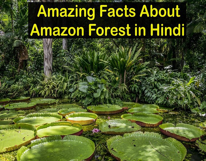Amazing Facts About Amazon Forest in Hindi