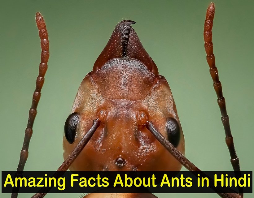 Amazing Facts About Ants in Hindi - चींटी के बारे में